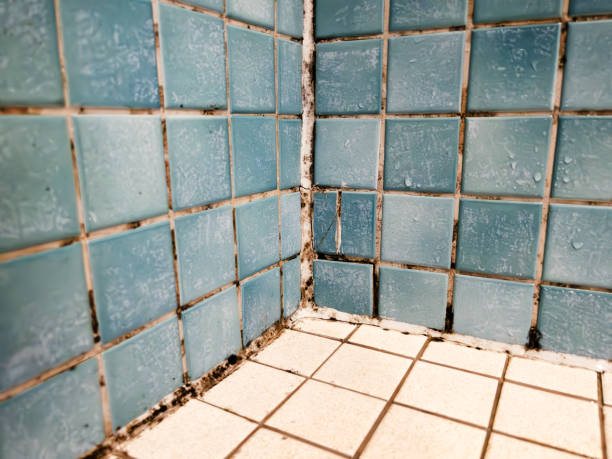 Best Airborne Mold Testing  in Big Bear City, CA
